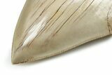 Fossil Megalodon Tooth - Collector Quality Indonesia Meg #225279-4